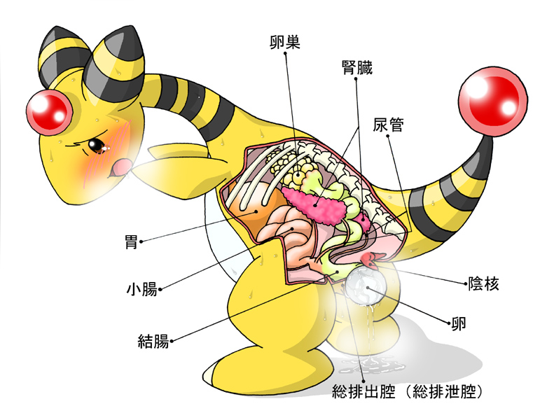 Tagging the Blushing Ampharos Anatomy: A Pokemon Nintendo Pasaran Request